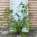 Moruša čierna (Morus nigra) ´MATSUNAGA (MOJO BERRY)´®- výška 100-120 cm, kont. C15L
